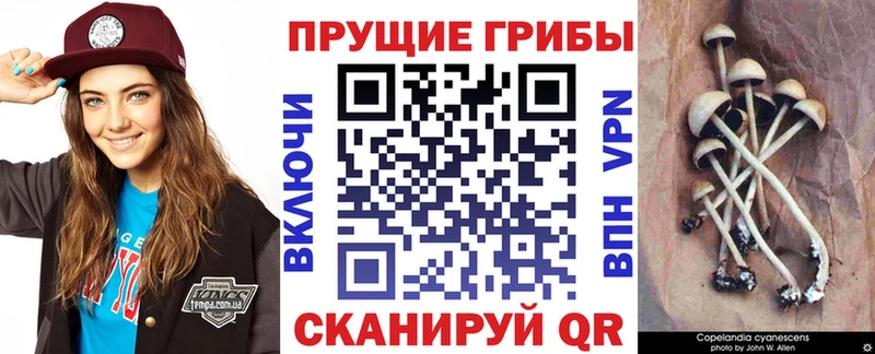 Псилоцибиновые грибы Cubensis  Крым 